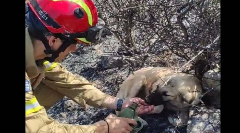 Συγκινητικό βίντεο με πυροσβέστη να φροντίζει σκυλάκια που έχουν χαθεί στα καμένα!