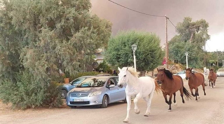 Ρόδος: Συγκλονιστικές εικόνες – Άλογα τρέχουν να γλιτώσουν από τη φωτιά