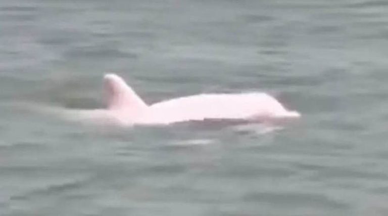 Εμφανίστηκε σπάνιο ροζ δελφίνι! (βίντεο)