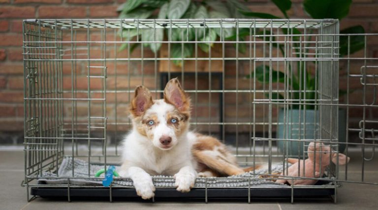 Σκύλος – crate: Αποδαιμονοποίηση του κλουβιού εκπαίδευσης
