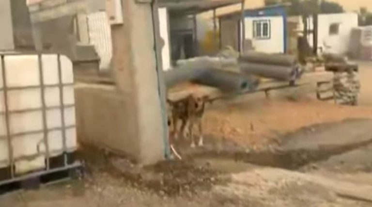 Φωτιά στη Μάνδρα: Άφησαν σκυλί δεμένο σε επιχείρηση! (βίντεο)