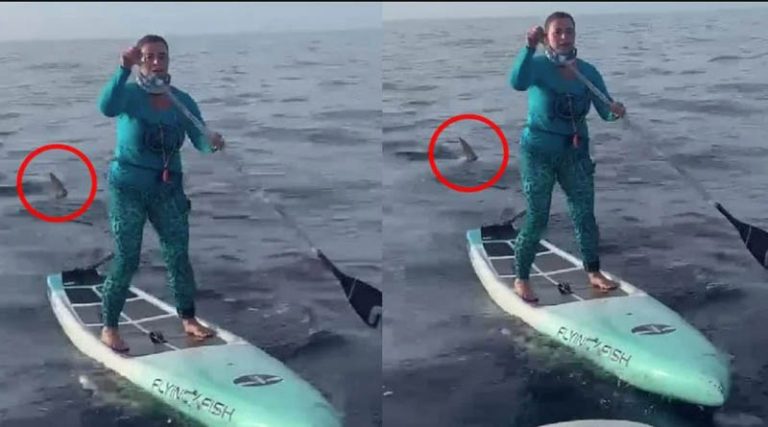Σοκαριστικό βίντεο: Την καταδίωκε καρχαρίας ενώ έκανε SUP!
