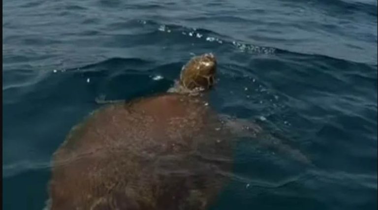 Σπάνιο θέαμα:  Θαλάσσια χελώνα κολυμπάει κοντά σε ακτή της Ανατολικής Αττικής! (βίντεο)