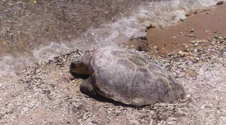 Ραφήνα: Νεκρή θαλάσσια χελώνα στην Αργυρά Ακτή (φωτό)