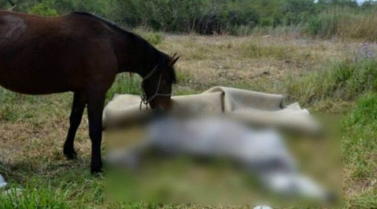 Νεκρό άλογο που βρέθηκε δεμένο με σκοινί – Συνελήφθη ο ιδιοκτήτης του