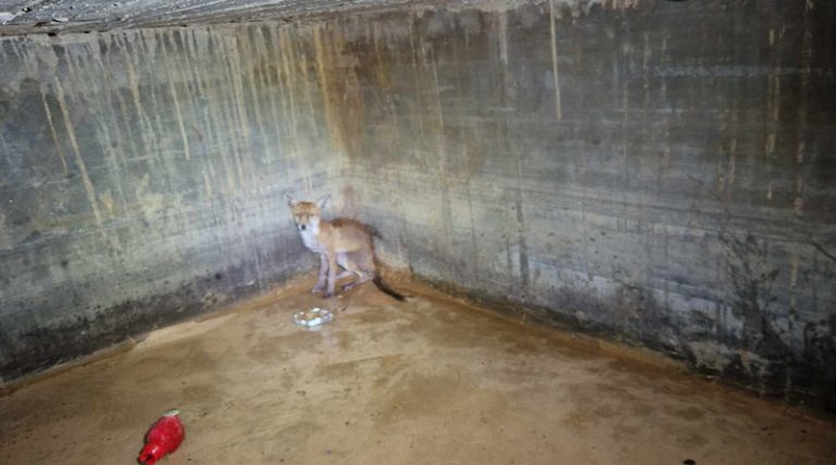 Κορωπί: Έσωσαν αλεπού που έπεσε σε  δεξαμενή νερού! (φωτό)