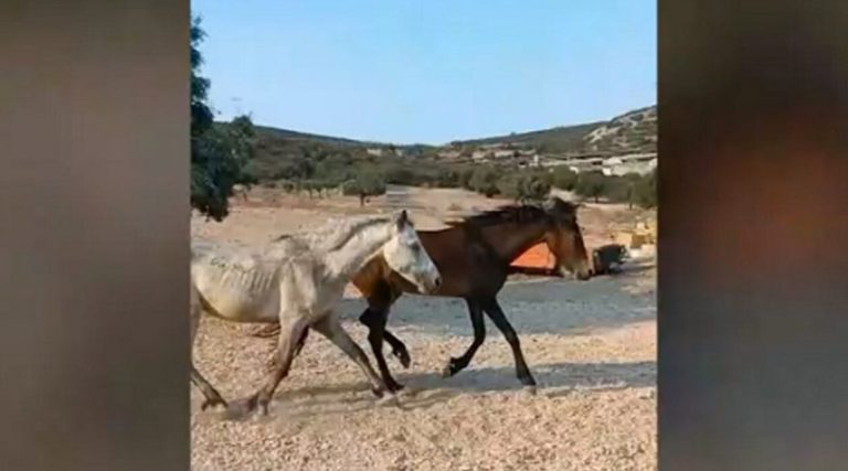 Κορωπί: Προσοχή! Ελεύθερα άλογα κατεβαίνουν στους δρόμους για τροφή! (βίντεο)