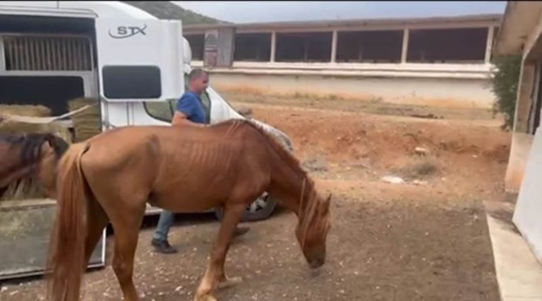 Σε στάβλο στο Κορωπί βρίσκονται 110 εγκαταλελειμμένα άλογα! (βίντεο)
