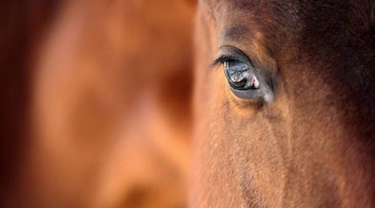 Οργή για νέα κακοποίηση αλόγου: Βρέθηκε ημιθανές και υποσιτισμένο (φωτό)