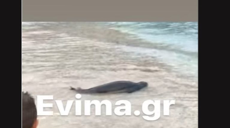 Εμφανίστηκε και σε δεύτερη παραλία η μικρή φώκια που ξετρελαίνει τους λουόμενους! (βίντεο)