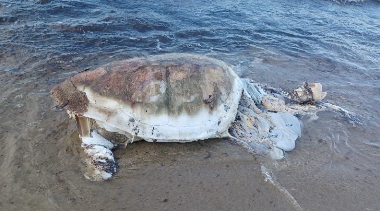 Ακόμα μια νεκρή θαλάσσια χελώνα σε παραλία της Ραφήνας (φωτό)