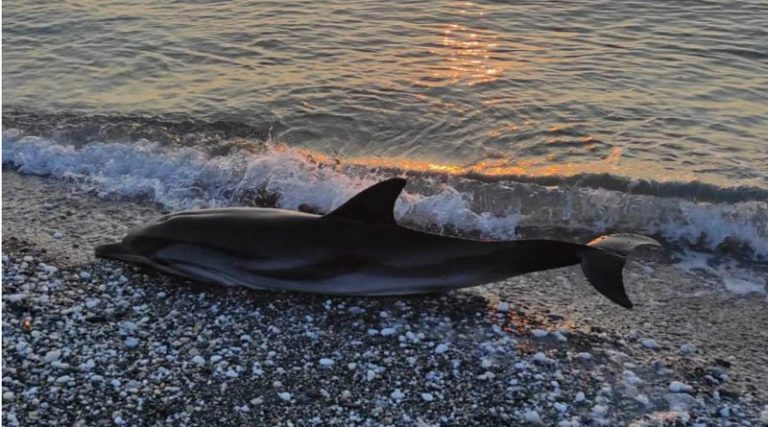 Θλίψη για το δελφίνι που ξεβράστηκε νεκρό σε παραλία