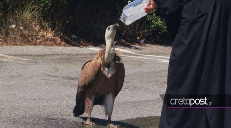 Άγριο πτηνό κατέρρευσε από την εξάντληση στην Εθνική Οδό – Iερέας του έδωσε νερό