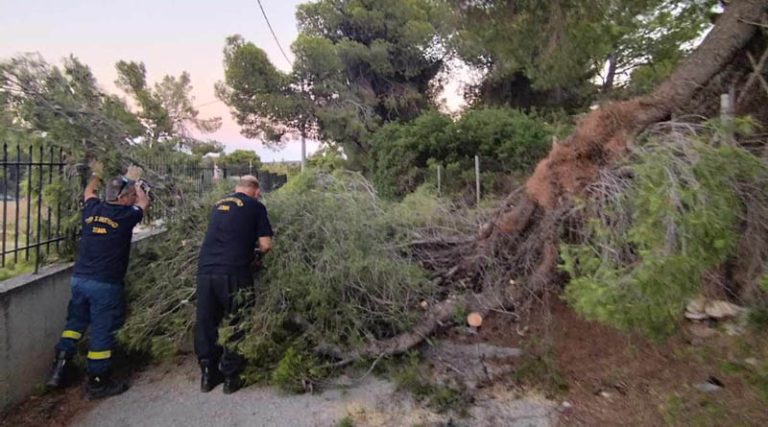 Ραφήνα: Έπεσε δέντρο στη Διασταύρωση – Άμεση επέμβαση της Πολιτικής Προστασίας (φωτό)
