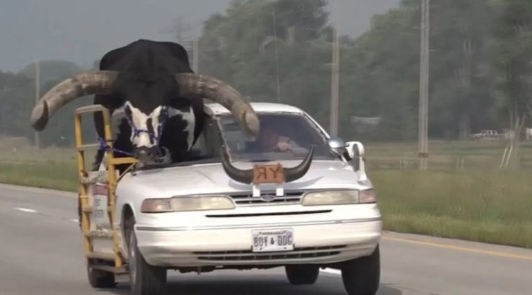 Απίστευτο περιστατικό: Οδηγούσε με έναν ταύρο στην θέση του συνοδηγού! (φωτό)