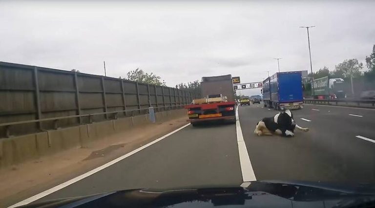 Σοκαριστικό βίντεο: Φορτηγό «αδειάζει» αγελάδα σε αυτοκινητόδρομο