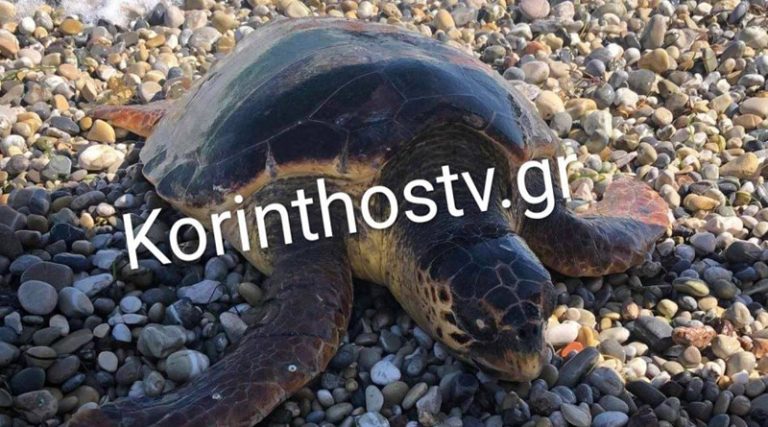 Δεύτερη νεκρή χελώνα καρέτα-καρέτα μέσα λίγες ώρες σε παραλία (φωτό)