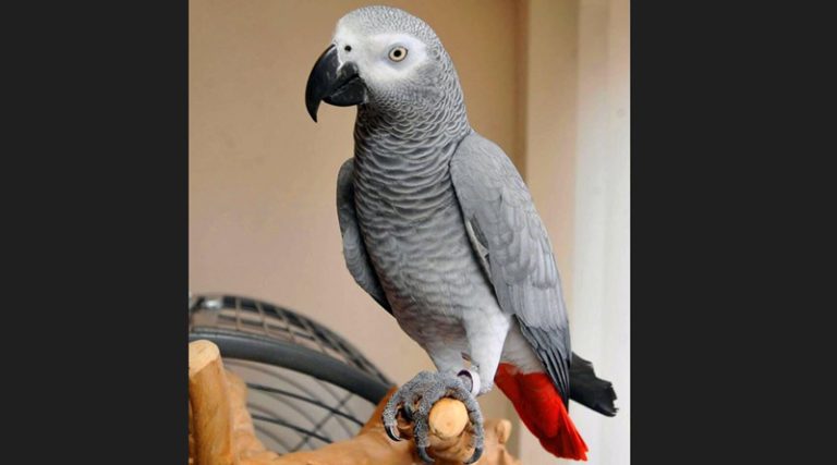 Ραφήνα: Χάθηκε African grey παπαγάλος