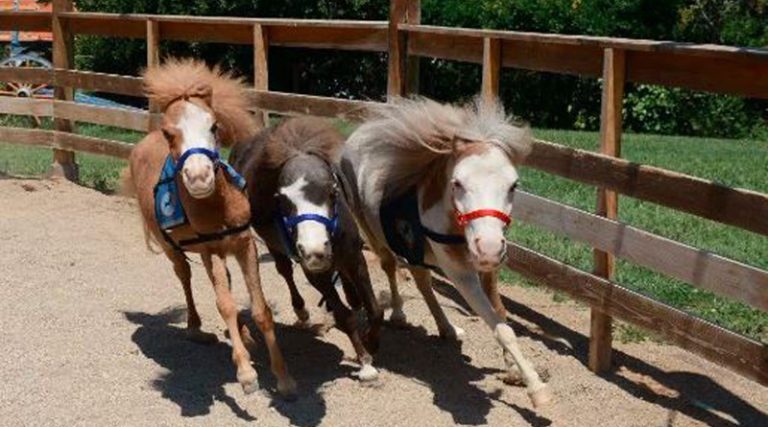 Magic Garden: Ελάτε να γνωρίσετε από κοντά τα θεραπευτικά άλογα του Gentle Carousel