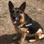 ΕΛ.ΑΣ: Έφυγε από τη ζωή ο αστυνομικός σκύλος “CIGI”