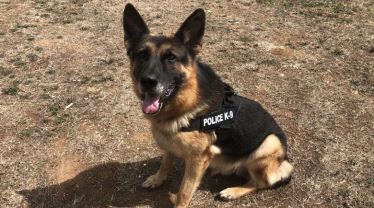 ΕΛ.ΑΣ: Έφυγε από τη ζωή ο αστυνομικός σκύλος “CIGI”