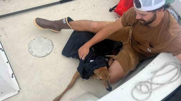 Βαρκάρηδες έσωσαν ελάφι – ναυαγό! Κολυμπούσε απεγνωσμένα για να μην πνιγεί