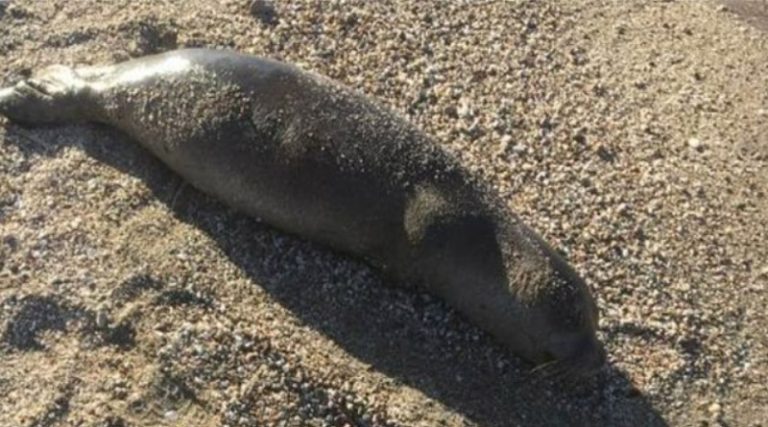 Θλίψη στο Λαγονήσι για νεκρή φώκια που βρέθηκε σε παραλία