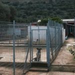 Το Καταφύγιο Αδέσποτων Ζώων εκπέμπει SOS και καταγγέλλει για αδιαφορία τον Δήμο Μαρκόπουλου!