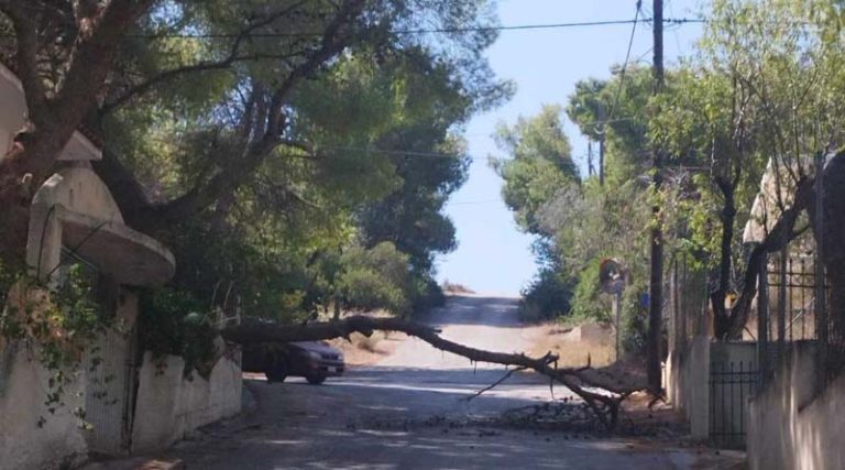 Ραφήνα: Δέντρο έπεσε σε αυλή σπιτιού και έκλεισε και τον δρόμο – Άμεση επέμβαση της Πολιτικής Προστασίας! (φωτό)