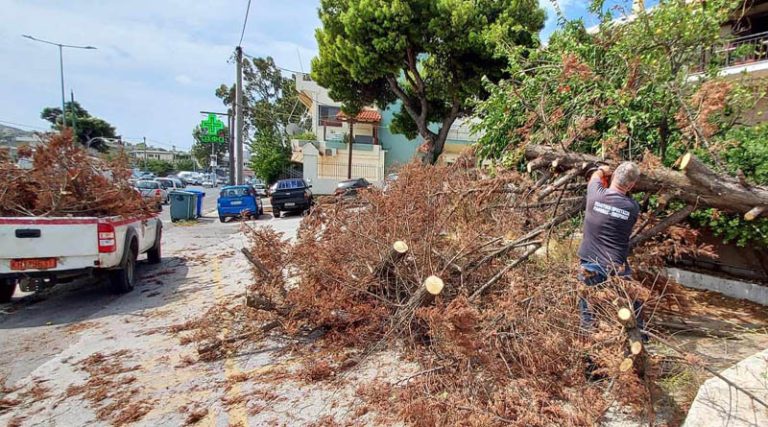 Πτώσεις δέντρων σε Ραφήνα και Πικέρμι – Στους δρόμους η Πολιτική Προστασία (φωτό)
