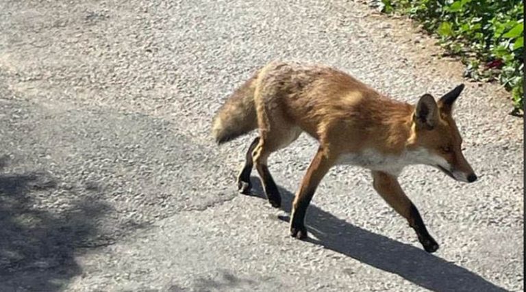 Αλεπού κόβει βόλτες σε κεντρικό δρόμο της Νέας Μάκρης! (φωτό)
