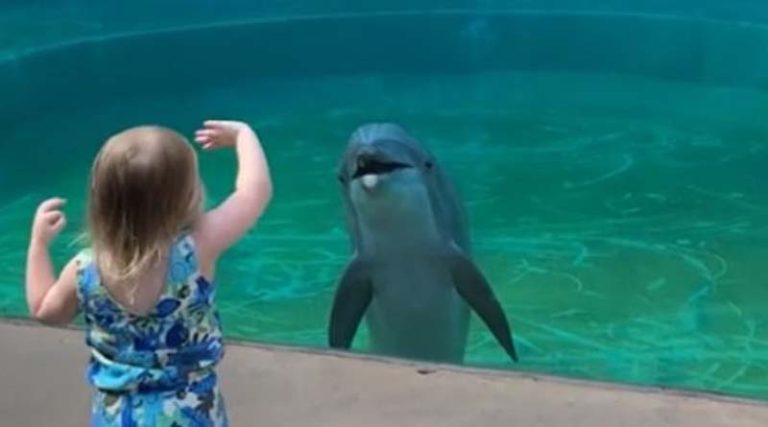 Απίστευτο βίντεο: Δελφίνι σταματά για να μιλήσει με ένα αξιολάτρευτο παιδάκι στο ενυδρείο