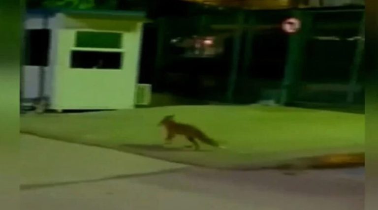 Αλεπού έκοβε βόλτες στο προαύλιο της ΕΡΤ! (βίντεο)