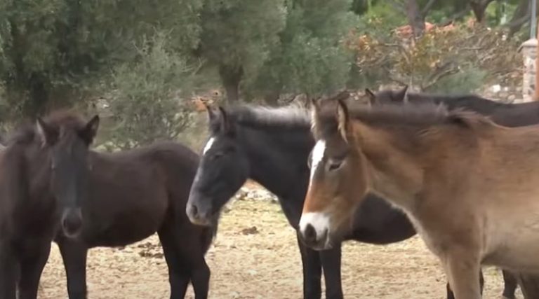 Κορωπί: Τα αλογάκια στον Υμηττό χρειάζονται στήριξη – ”Φύλακες άγγελοι” δύο γυναίκες