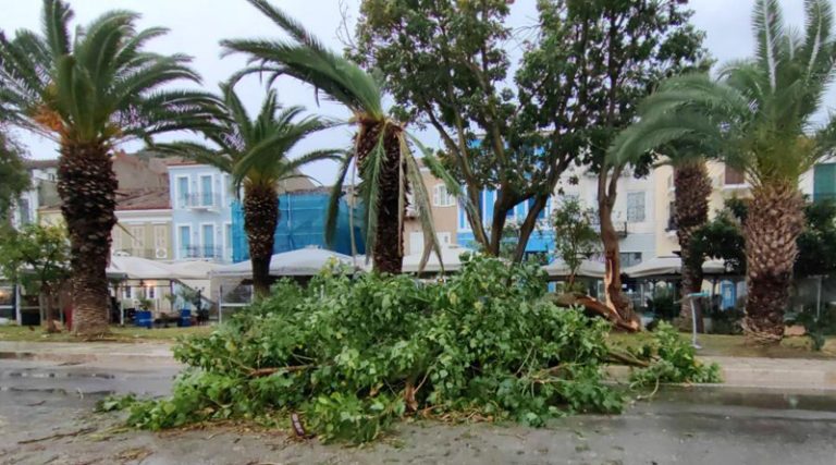 Αργολίδα: Σοβαρά προβλήματα με πτώσεις δέντρων – Πλημμύρισαν δρόμοι σπίτια και καταστήματα