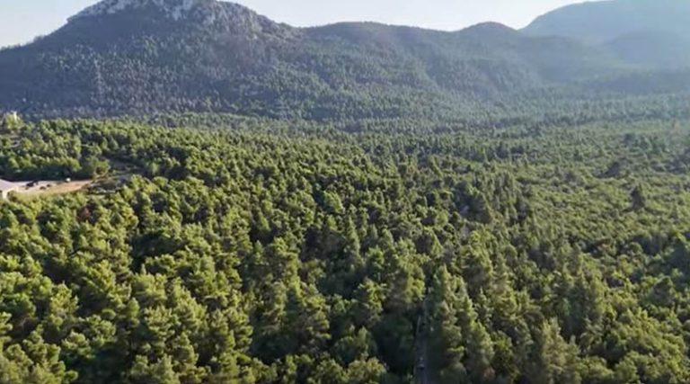 Αν. Αττική: Που βρίσκεται η όμορφη καταπράσινη διαδρομή  με το πανέμορφο δάσος βελανιδιάς (βίντεο)
