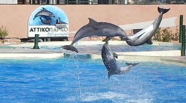 Σπάτα: Η δικαίωση των… δελφινιών!