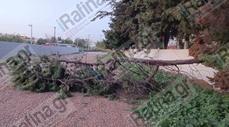 Ραφήνα: Έσπασε μεγάλο κλαδί δέντρου στο κοιμητήριο (φωτό)