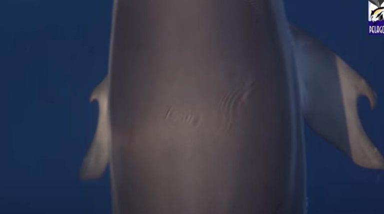 Το σπάνιο δελφίνι που εντοπίστηκε στον Κορινθιακό κόλπο (βίντεο)