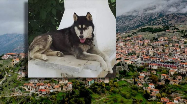 Αράχωβα: “Έχουμε ντοκουμέντα για την υπόθεση της κακοποίησης του σκύλου”