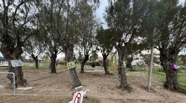 Ραφήνα: Αγώνας για τη σωτηρία των 143 δέντρων της εκβολής του Μεγάλου Ρέματος