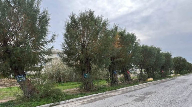 Ραφήνα: Τα δέντρα της εκβολής του Μεγάλου Ρέματος έχουν πλέον κηδεμόνες (φωτό)