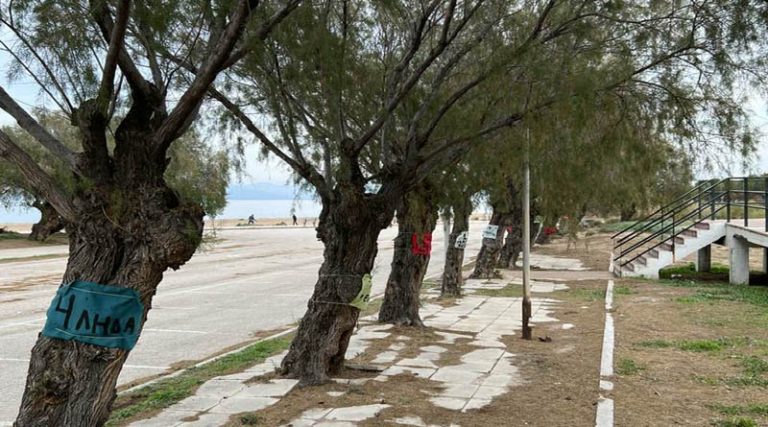 Ραφήνα: Αίτηση Ανάκλησης της έγκρισης υλοτομίας των 143 δέντρων στην εκβολή του Μεγάλου Ρέματος