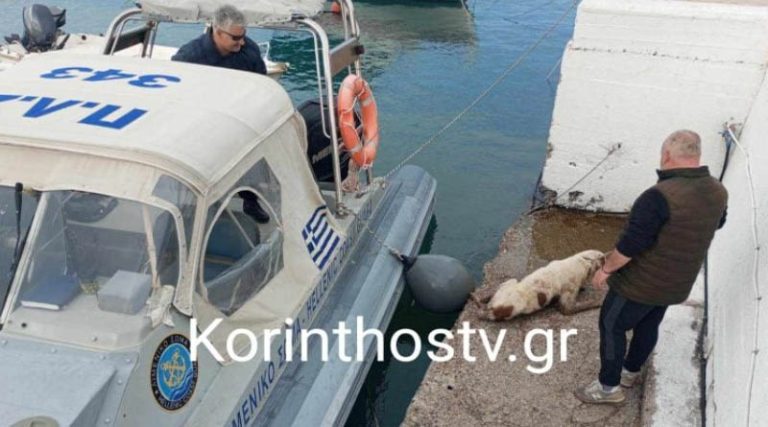 Άνδρες του Λιμενικού έσωσαν σκυλάκι που έπεσε στο κανάλι του Ισθμού! (φωτό)