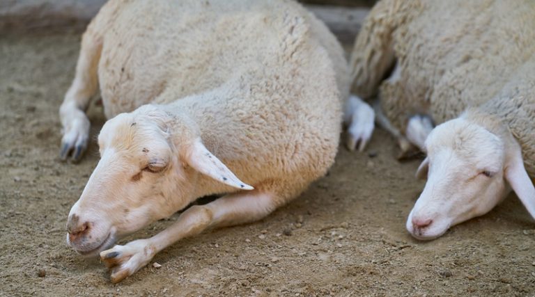 Κραυγή απόγνωσης από κτηνοτρόφο που έχασε πάνω από 300 πρόβατα στις πλημμύρες της Δευτέρας – Εικόνες που σοκάρουν