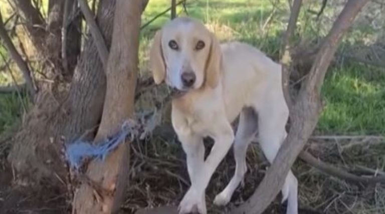 Έδεσαν σκυλίτσα σε δέντρο στο δάσος – «Το ζωάκι είχε αφεθεί για να πεθάνει»