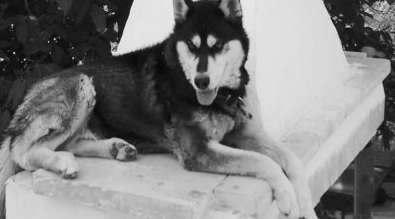 Παρέμβαση εισαγγελέα του Αρείου Πάγου για τον άγριο βασανισμό του σκύλου στην Αράχωβα