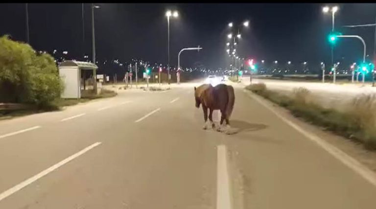 Άλογο σουλατσάρει ελεύθερο στη λεωφόρο Σουνίου στην Ανάβυσσο! (βίντεο)