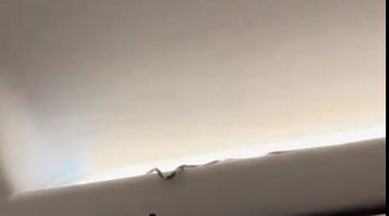 Φίδι έσπειρε τον πανικό σε πτήση! (βίντεο)