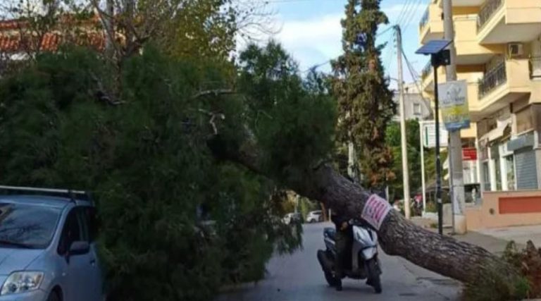 Κακοκαιρία: Ξεριζώθηκαν δέντρα στην Αττική από τους ανέμους (φωτό)